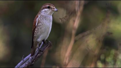 Kızılsırtlı örümcekkuşu