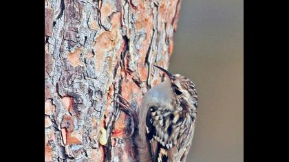 Bahçe tırmaşıkkuşu