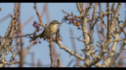 Bıyıklı kamışçın