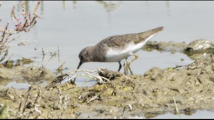 Sarıbacaklı kumkuşu