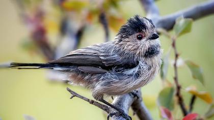 Uzunkuyruklu baştankara