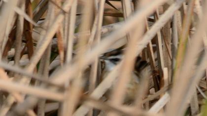 Bıyıklı kamışçın