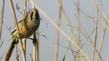 Bıyıklı baştankara