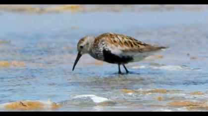 Karakarınlı kumkuşu