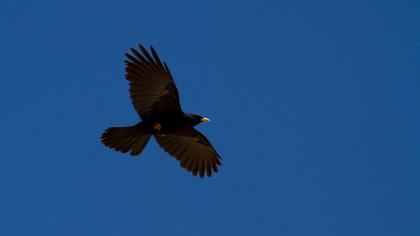 Sarıgagalı dağ kargası