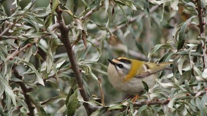 Sürmeli çalıkuşu