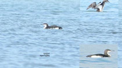 Karagerdanlı dalgıç