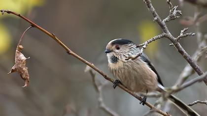 Uzunkuyruklu baştankara