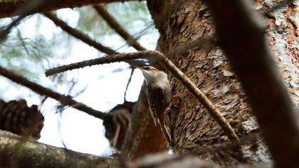 Bahçe tırmaşıkkuşu