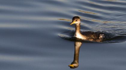 Kızılboyunlu batağan