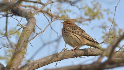 Kızılgerdanlı incirkuşu