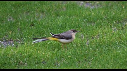 Dağ kuyruksallayanı