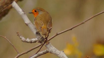 European Robin