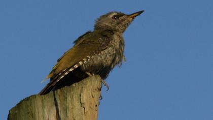 Küçük yeşil ağaçkakan