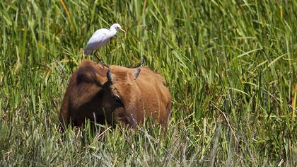 Sığır balıkçılı