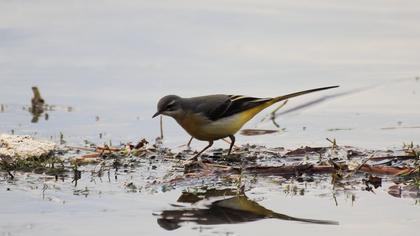 Dağ kuyruksallayanı