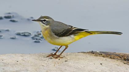 Dağ kuyruksallayanı