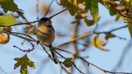 Uzunkuyruklu baştankara