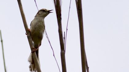 Dikkuyruklu ötleğen