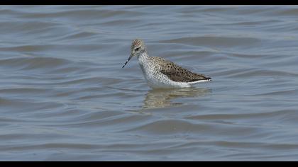 Bataklık düdükçünü