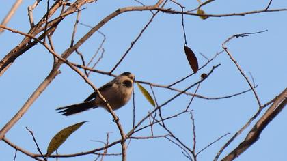 Uzunkuyruklu baştankara