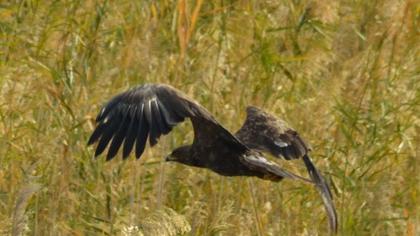 Büyük orman kartalı