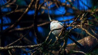 Uzunkuyruklu baştankara