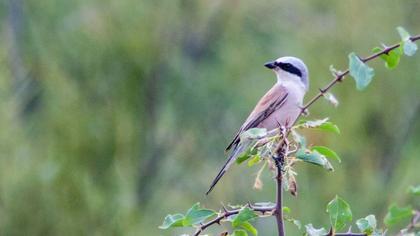 Kızılsırtlı örümcekkuşu