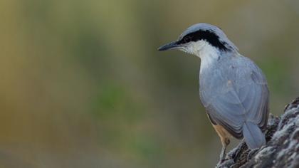 Büyük kaya sıvacısı