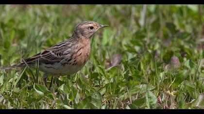 Kızılgerdanlı incirkuşu