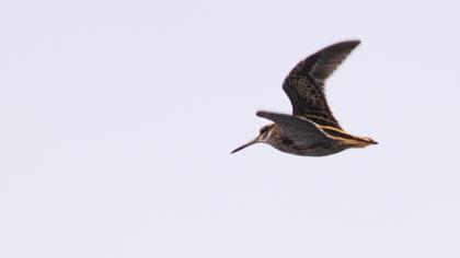 Küçük suçulluğu