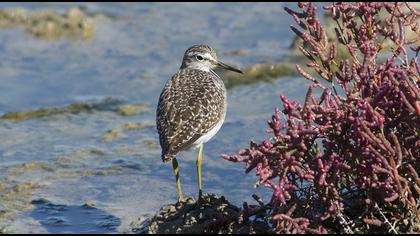 Orman düdükçünü