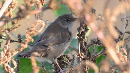 Bataklık kamışçını