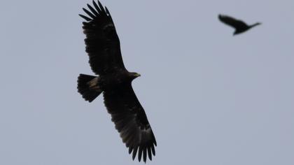 Büyük orman kartalı