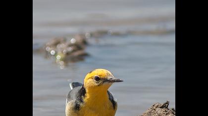 Sarıbaşlı kuyruksallayan