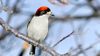 Kızılbaşlı örümcekkuşu