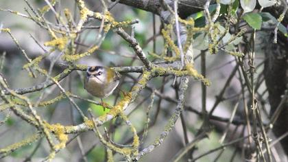 Sürmeli çalıkuşu