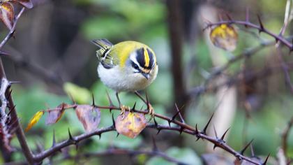Sürmeli çalıkuşu