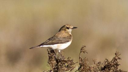 Karakulaklı kuyrukkakan