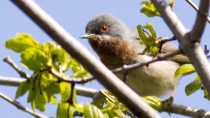 Bıyıklı ötleğen