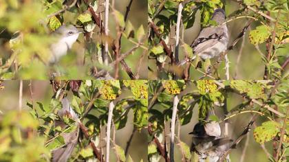 Küçük akgerdanlı ötleğen