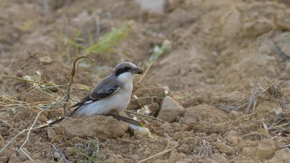 Karaalınlı örümcekkuşu