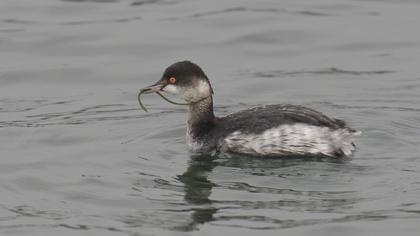 Karaboyunlu batağan