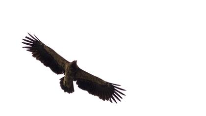 Küçük orman kartalı