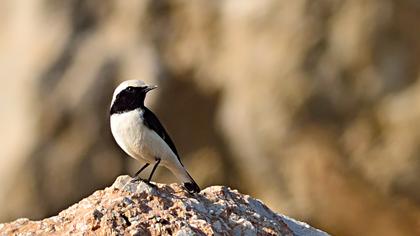 Aksırtlı kuyrukkakan