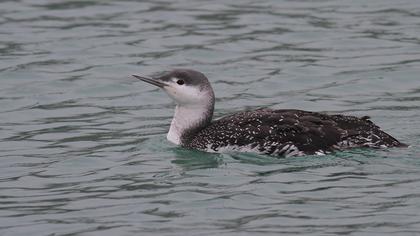 Kızılgerdanlı dalgıç