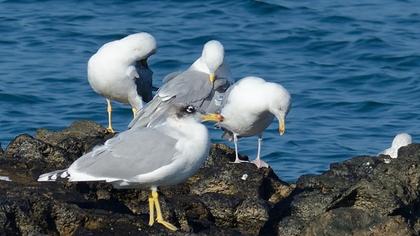 Büyük karabaş martı