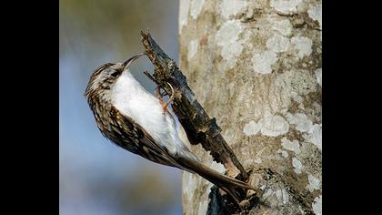 Orman tırmaşıkkuşu