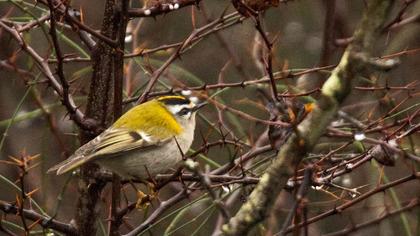 Sürmeli çalıkuşu