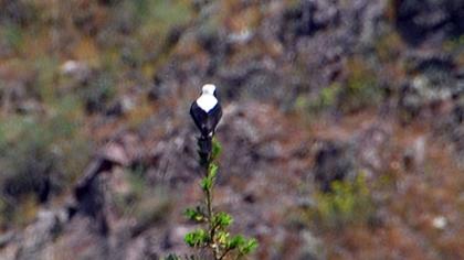 Aksırtlı kuyrukkakan